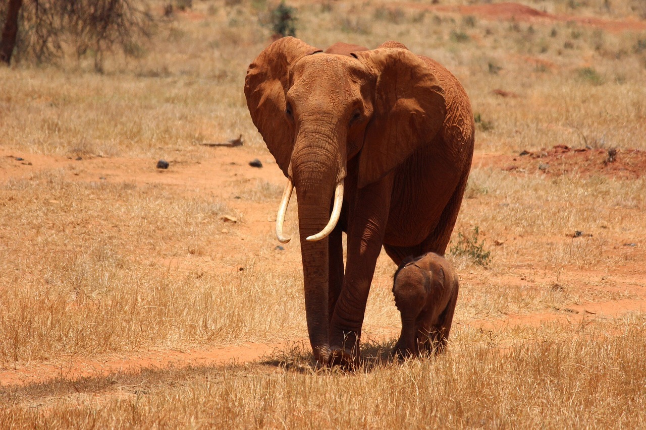 A Guide to the Best Wildlife Safaris in Kenya